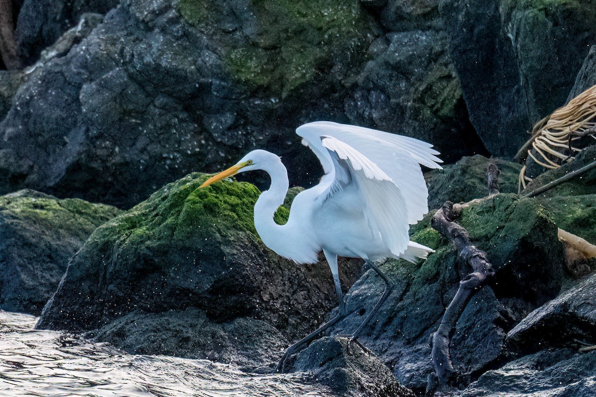 Great Egret - ML645525513