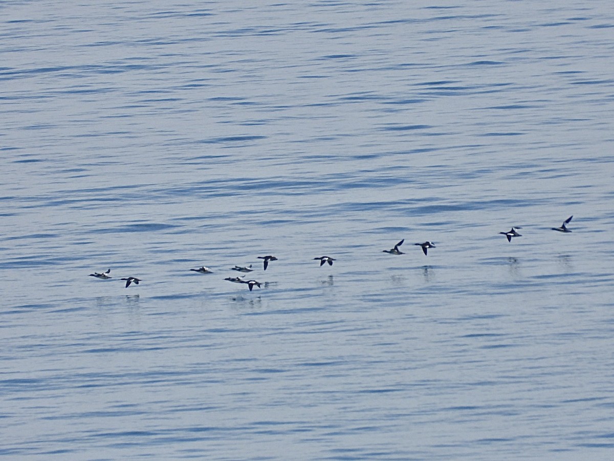 Red-breasted Merganser - ML645525514