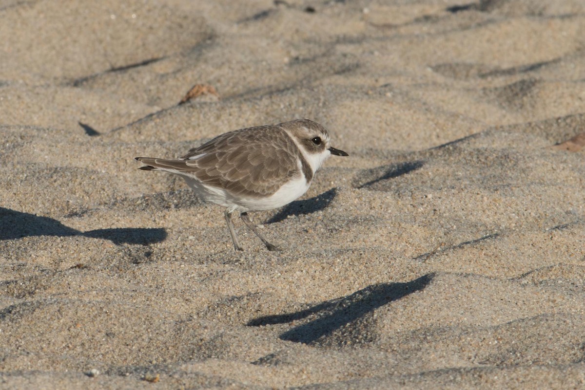 Snowy Plover - ML645525515