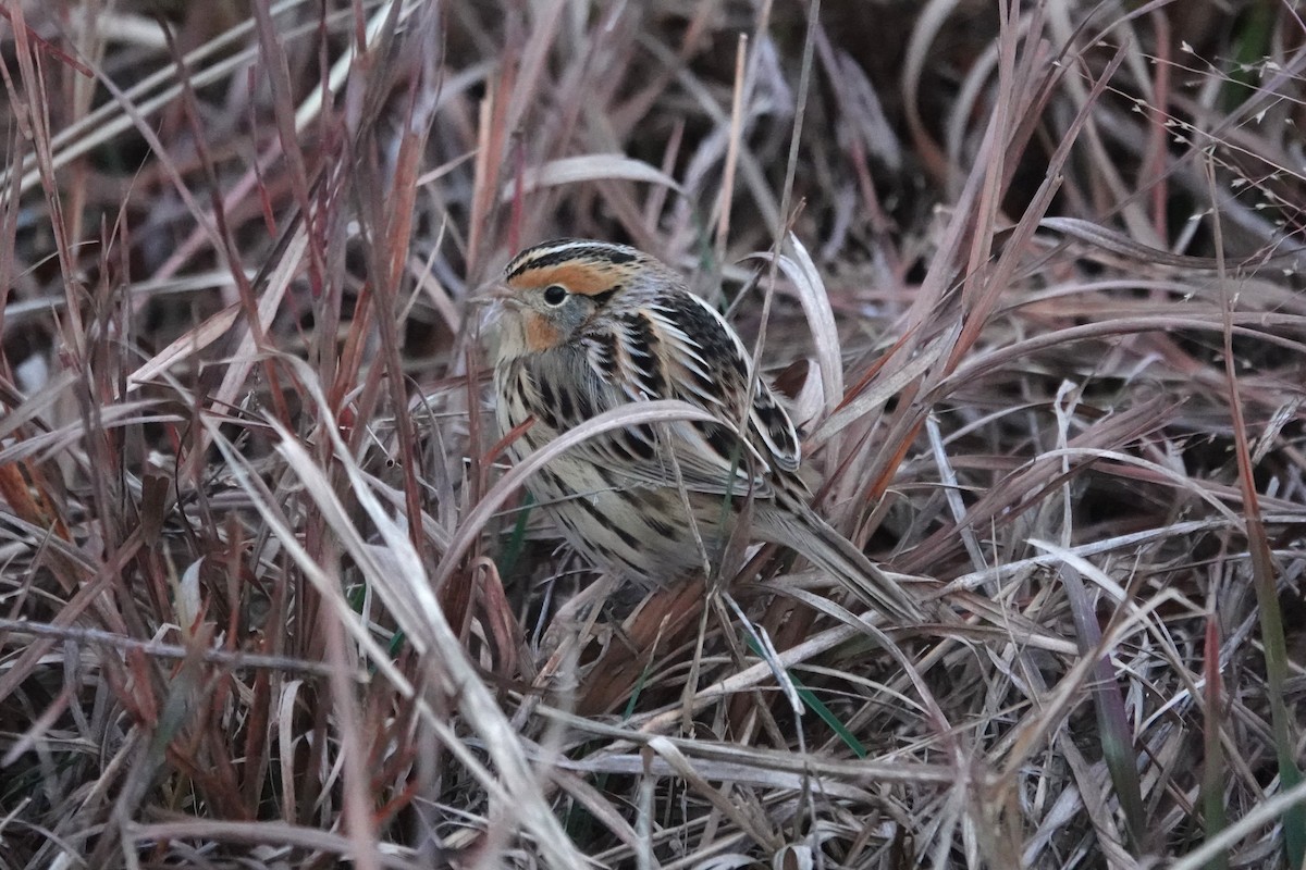 LeConte's Sparrow - ML645525519