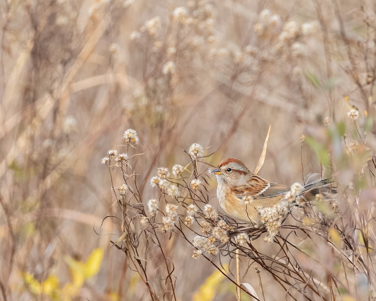Пасовник північний - ML645525527