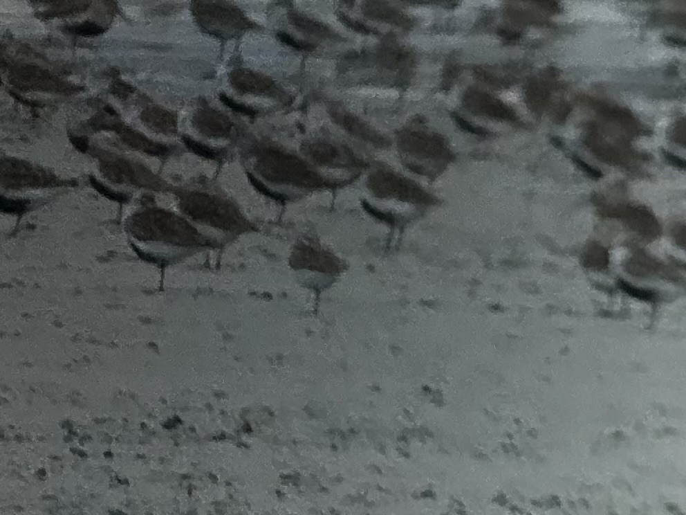 Western Sandpiper - ML645525530