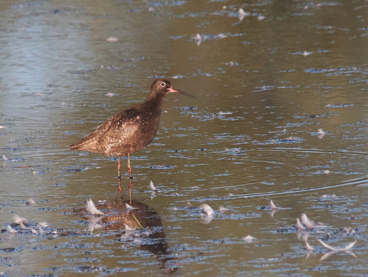 Spotted Redshank - ML645525537
