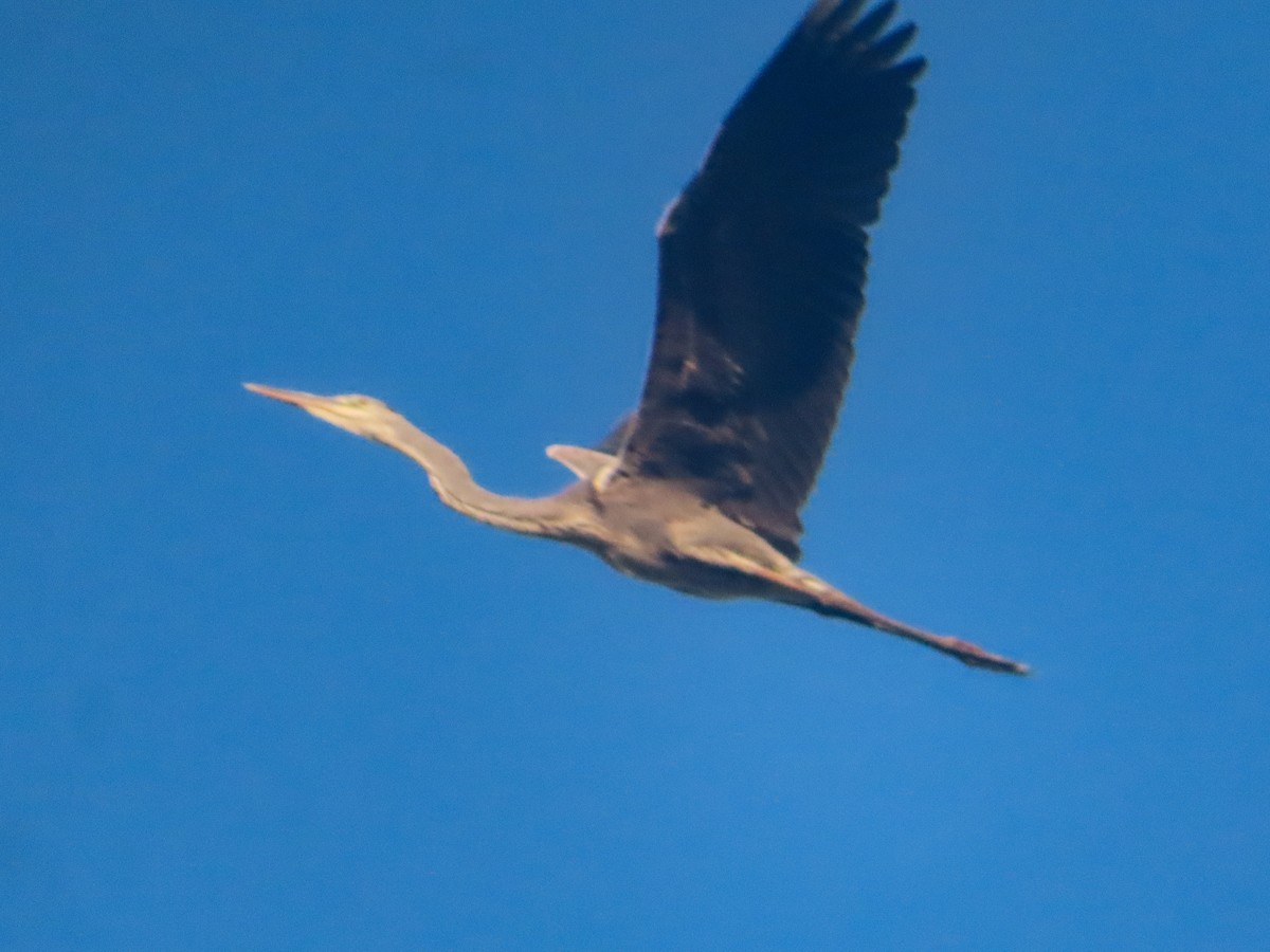 Doğu Yılanboyunu - ML645525544