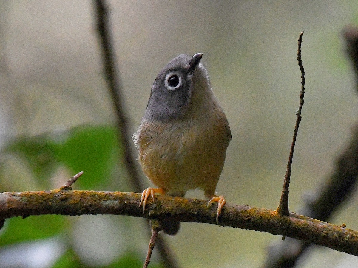 メジロチメドリ - ML645525548