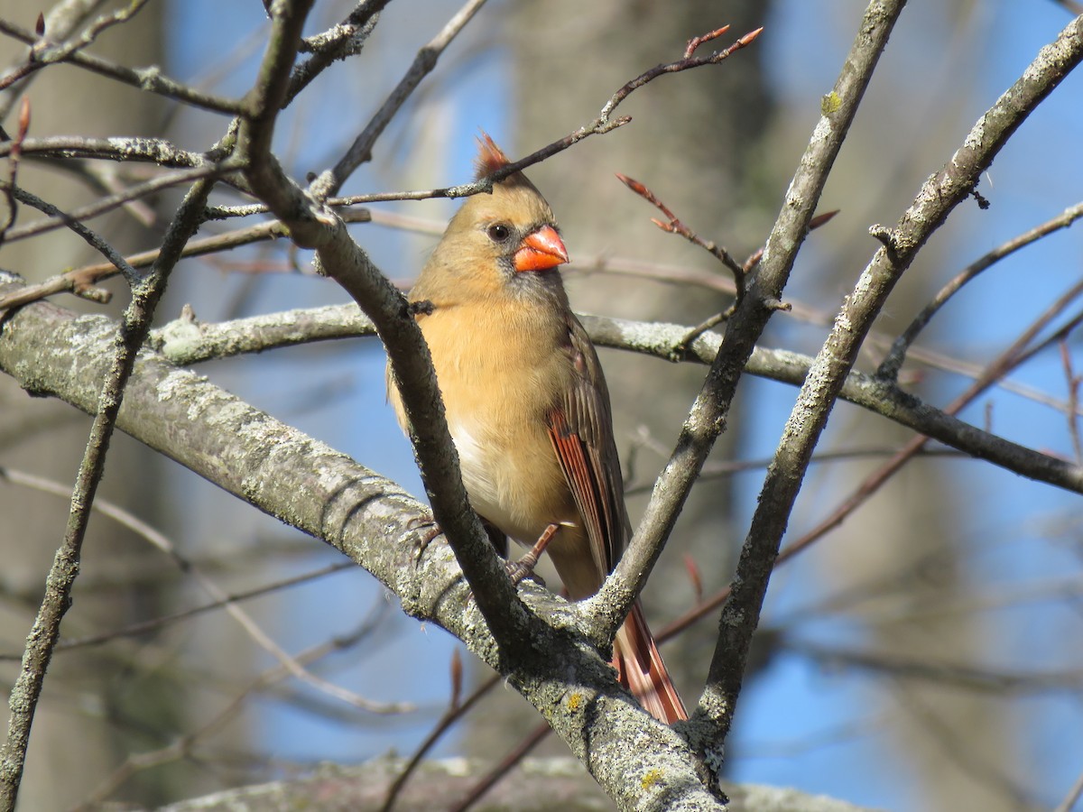 Cardinal rouge - ML645525559