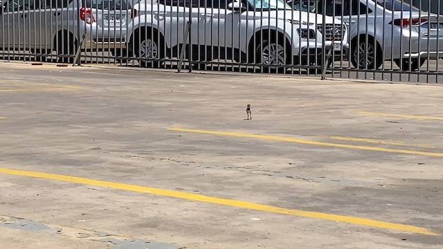 Southern Lapwing - ML645525560