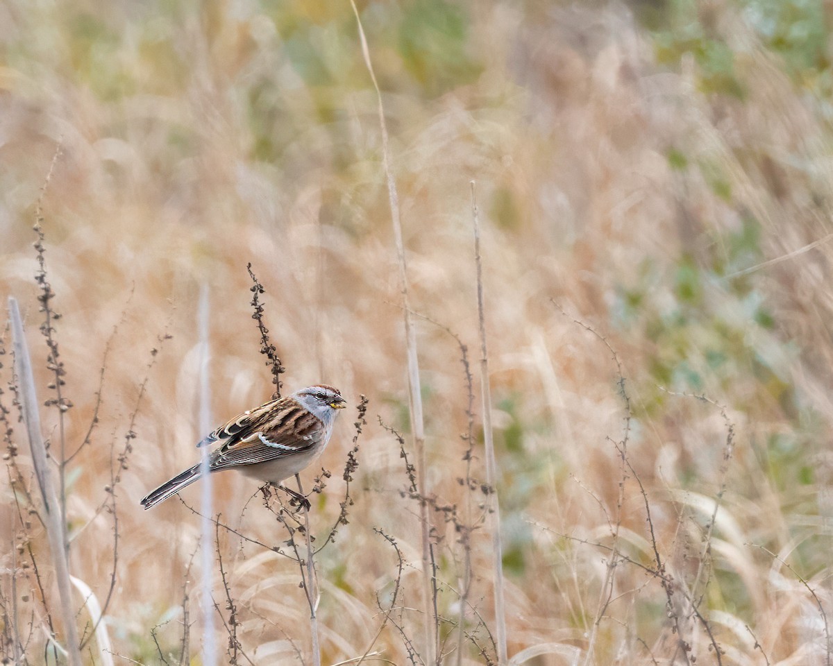 Пасовник північний - ML645525564