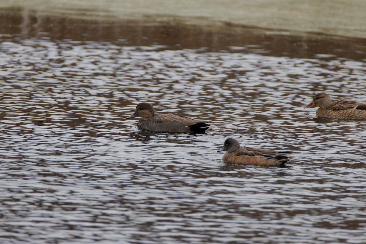 Серая утка - ML645525568