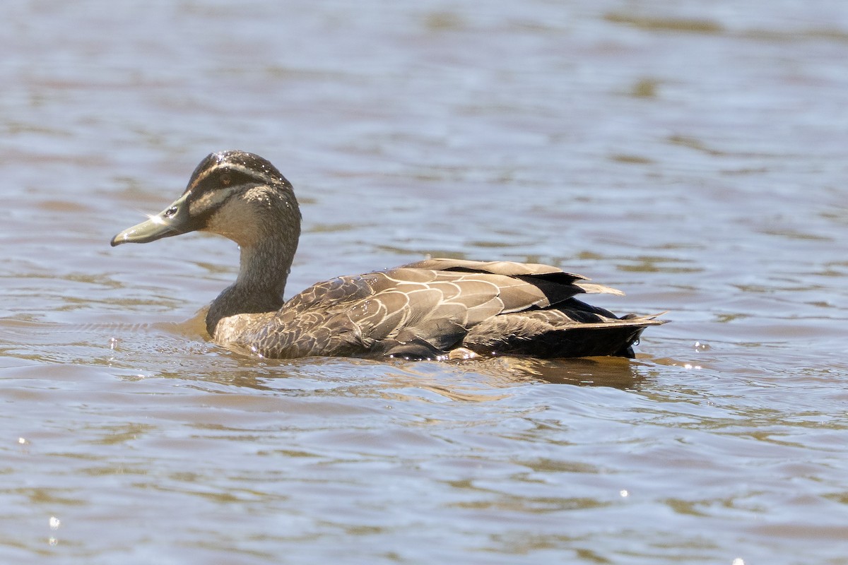マミジロカルガモ - ML645525569
