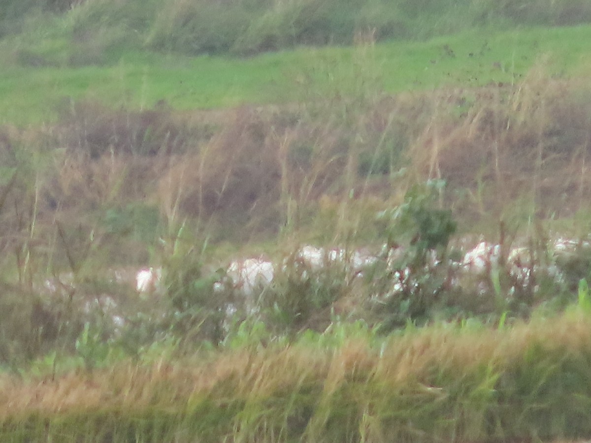 Snow Goose - ML645525570