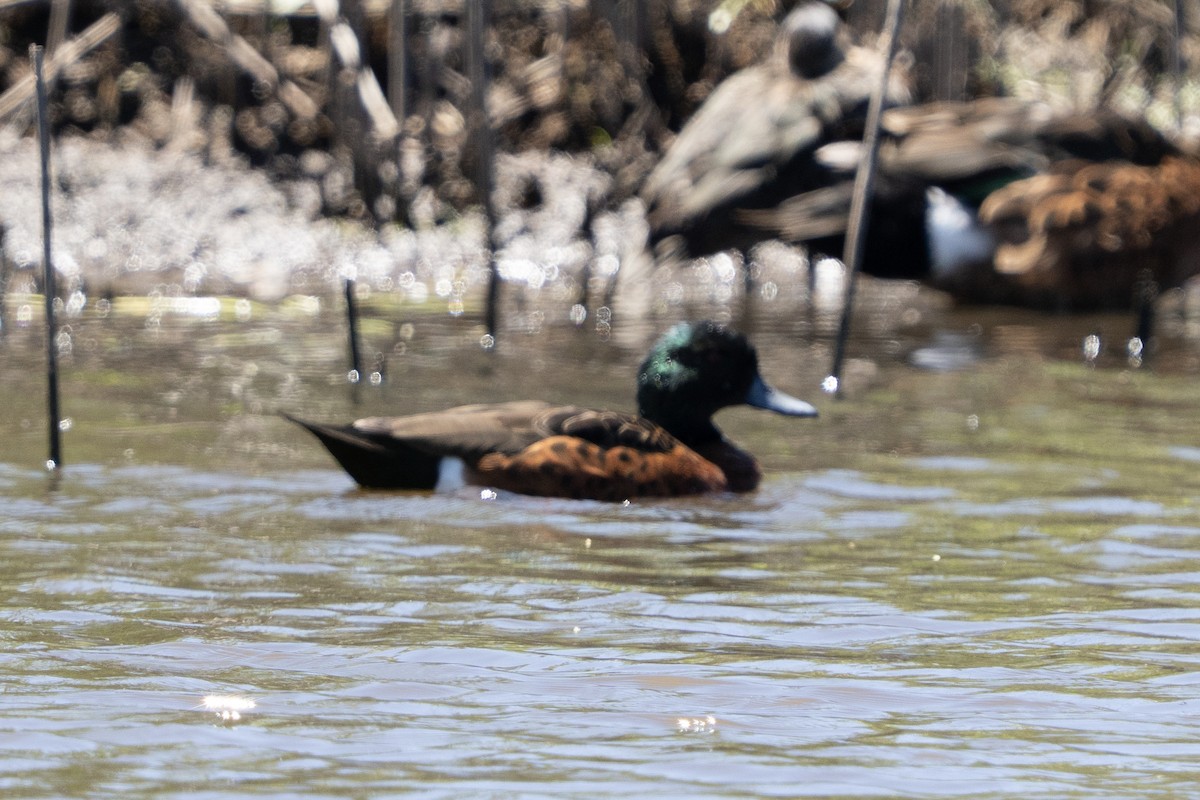 アオクビコガモ - ML645525574
