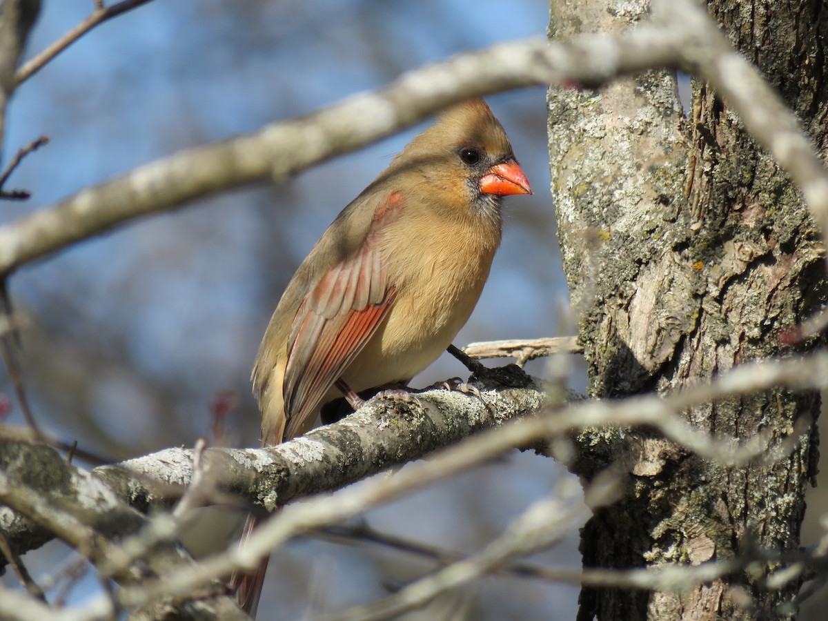 Cardinal rouge - ML645525575