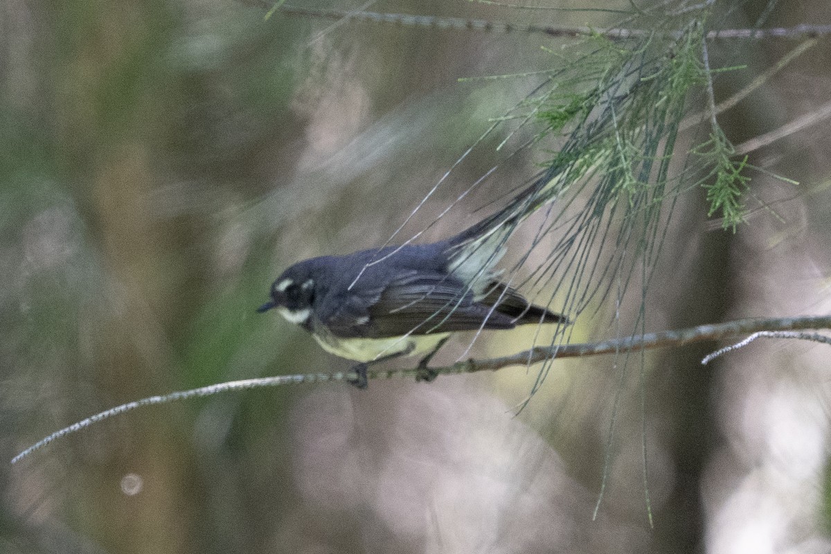 ハイイロオウギビタキ - ML645525578