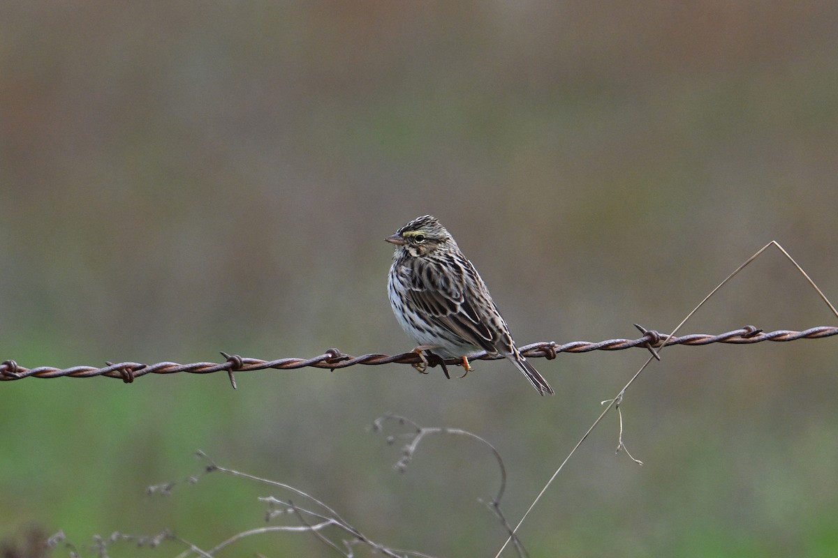 Savannah Sparrow - ML645525581
