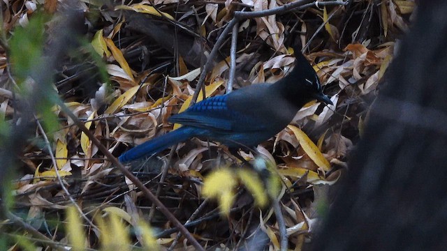 Steller's Jay - ML645525583