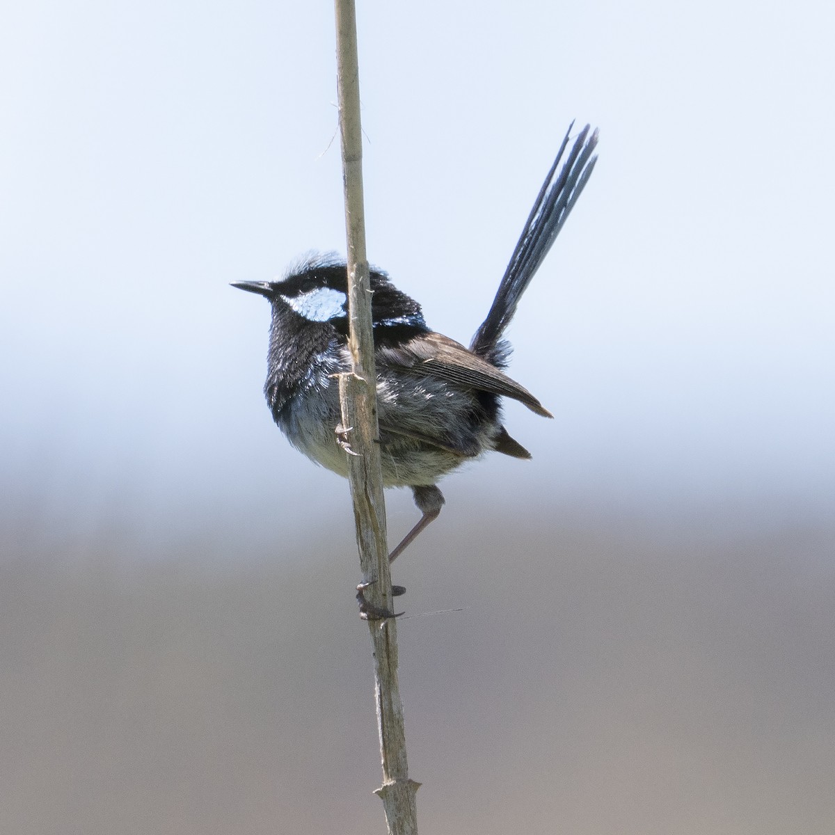 ルリオーストラリアムシクイ - ML645525585