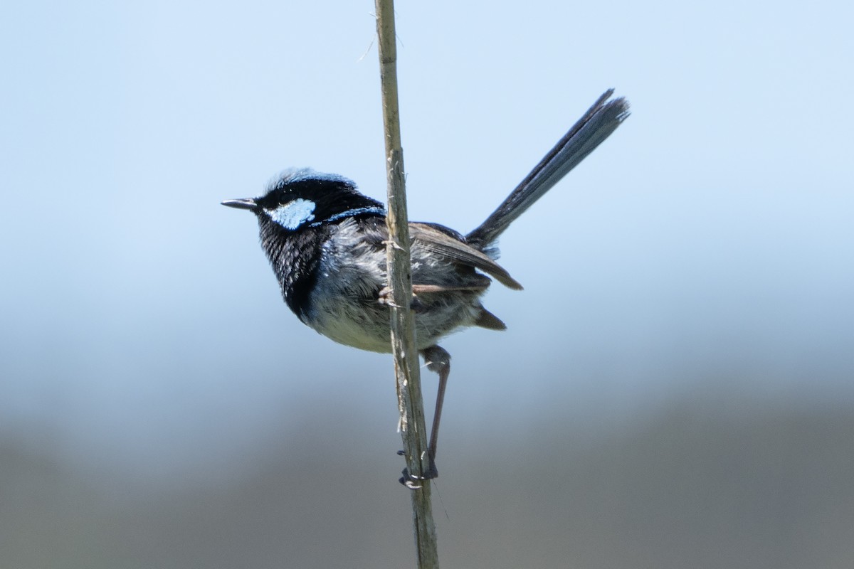 ルリオーストラリアムシクイ - ML645525586