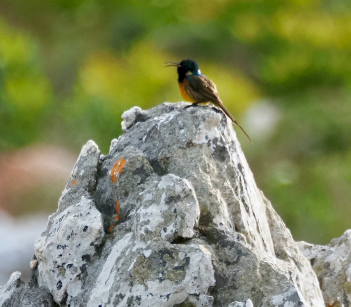 Orange-breasted Sunbird - ML645525592