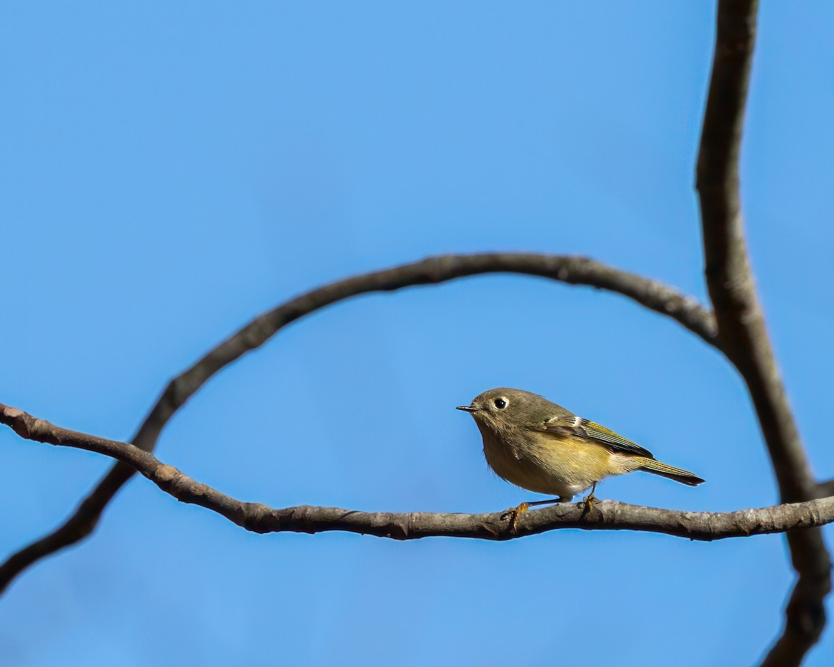 Ruby-crowned Kinglet - ML645525593