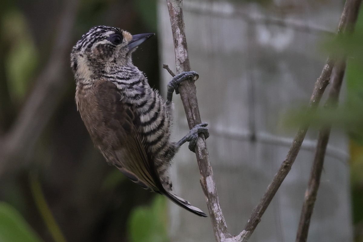 Carpinterito Variable - ML645525594