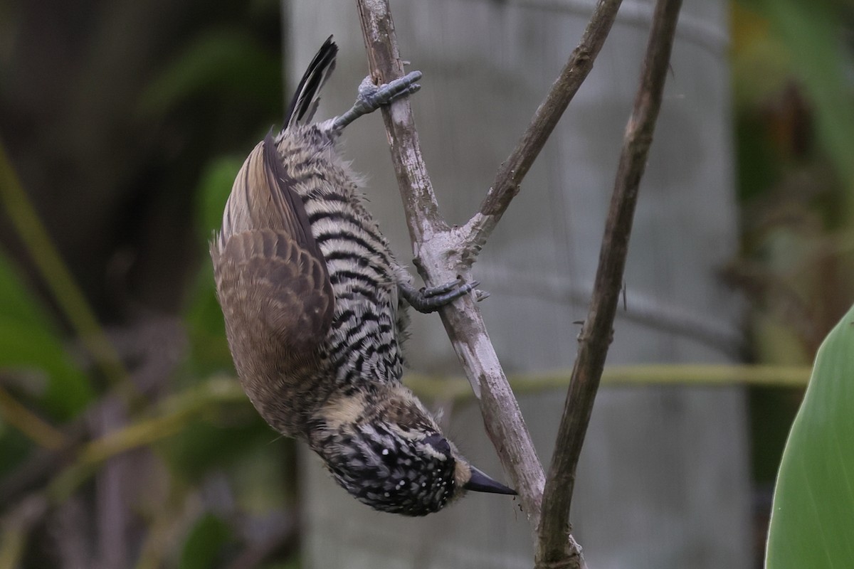 Carpinterito Variable - ML645525595