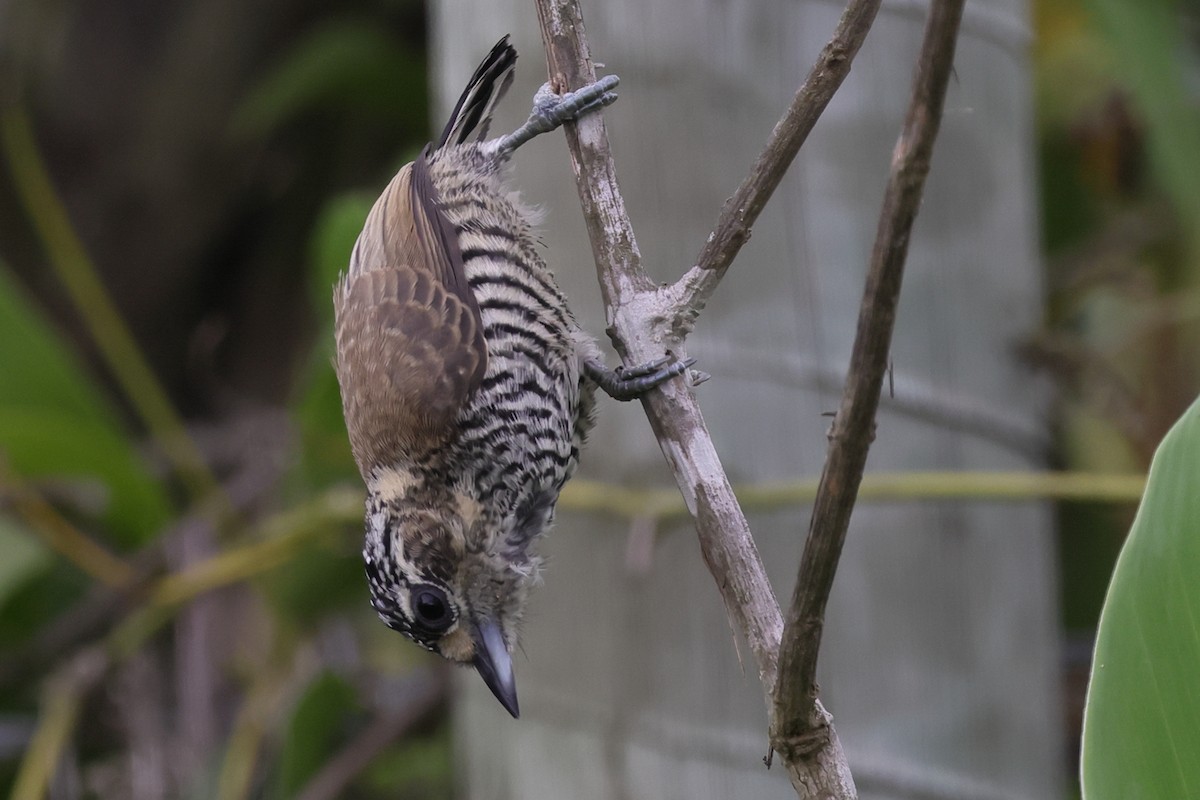 Carpinterito Variable - ML645525596