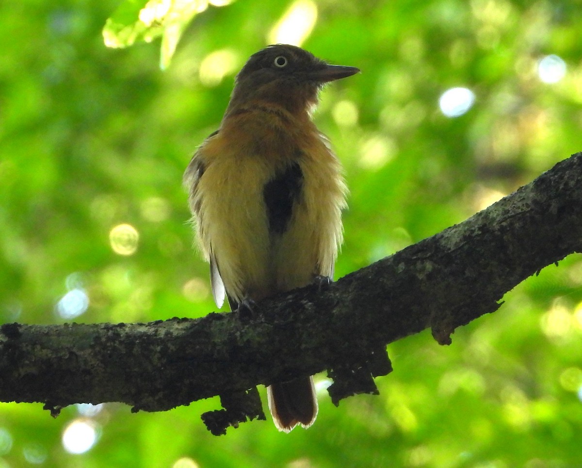 Dull-capped Attila - ML645525612