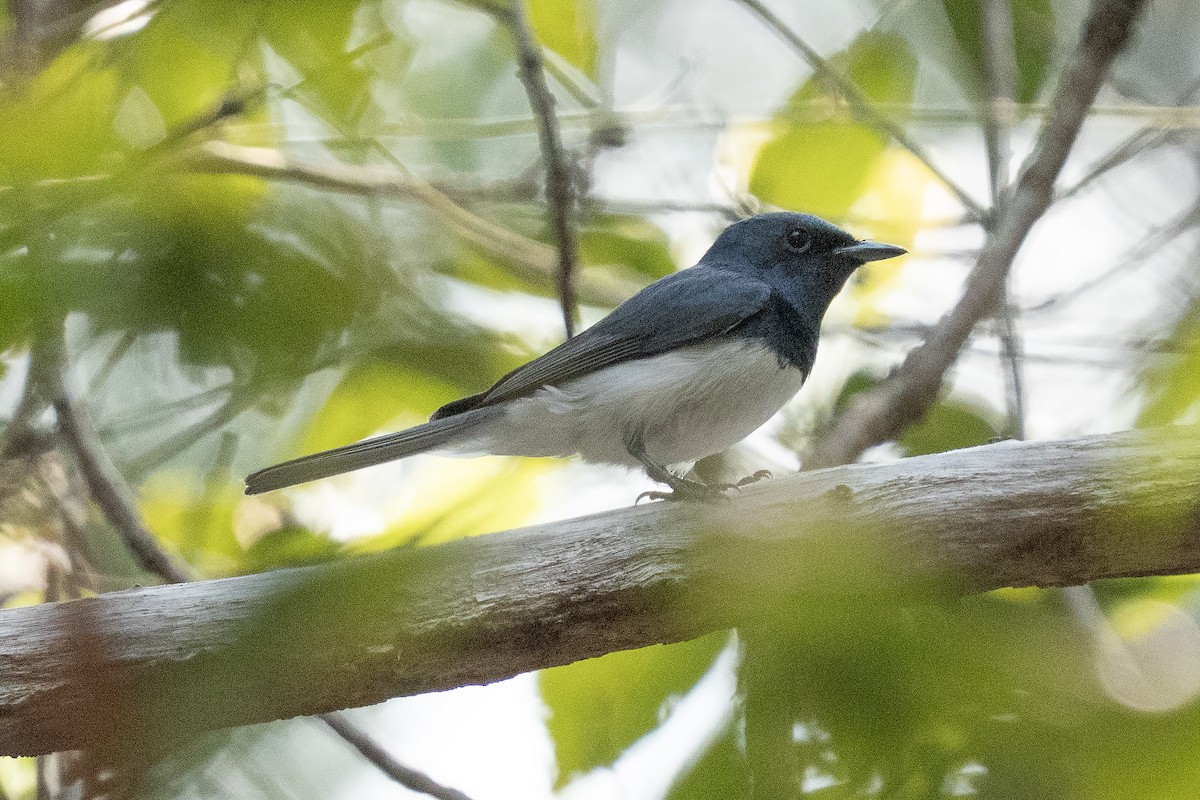 ナマリイロヒラハシ - ML645525625