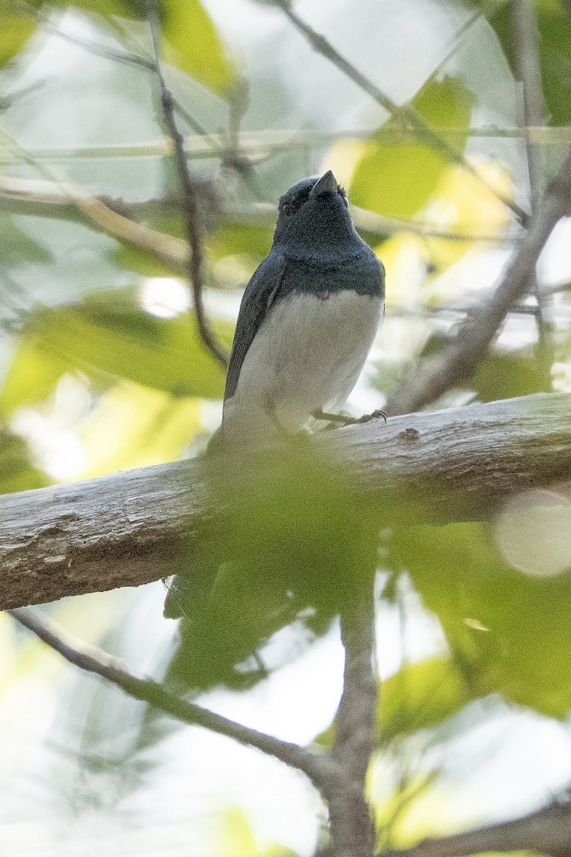 ナマリイロヒラハシ - ML645525626