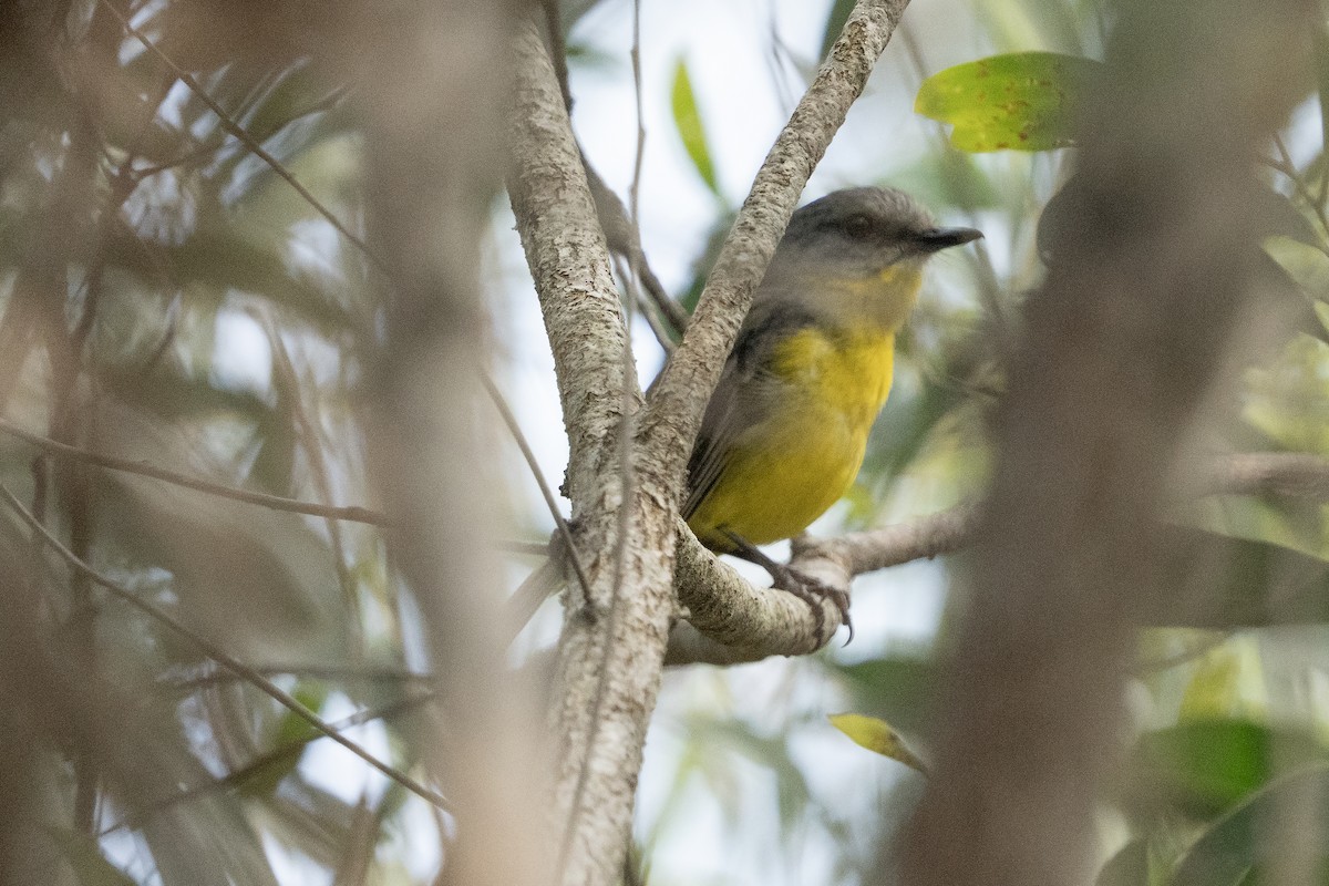 ヒガシキバラヒタキ - ML645525639