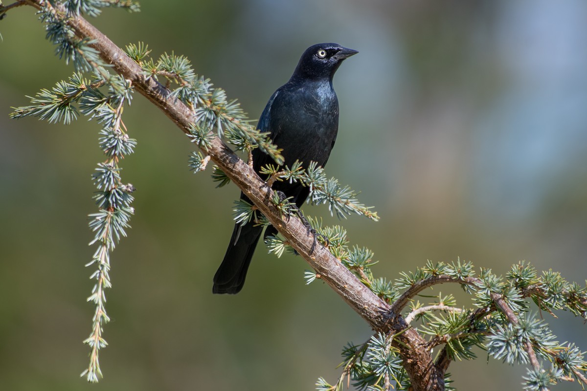 Brewer Karatavuğu - ML645525640