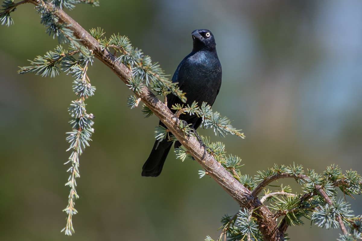 Brewer Karatavuğu - ML645525641