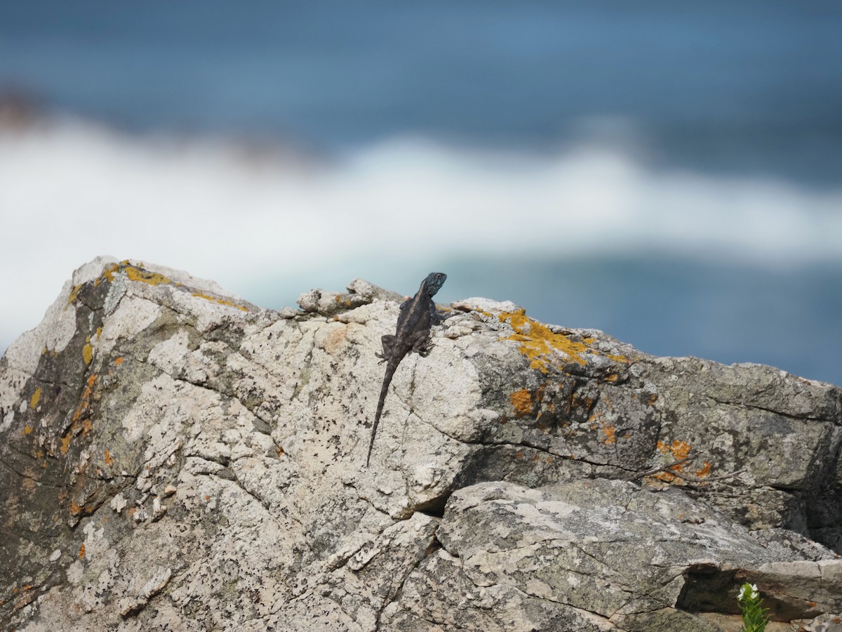 Southern Rock Agama - ML645525654