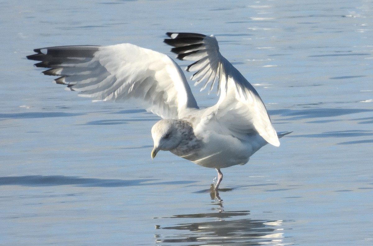 American Herring Gull - ML645525658