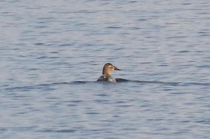 Murgilari bizkarzuria - ML645525660