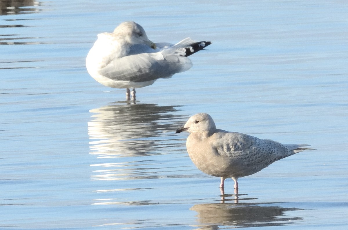 Iceland Gull - ML645525663