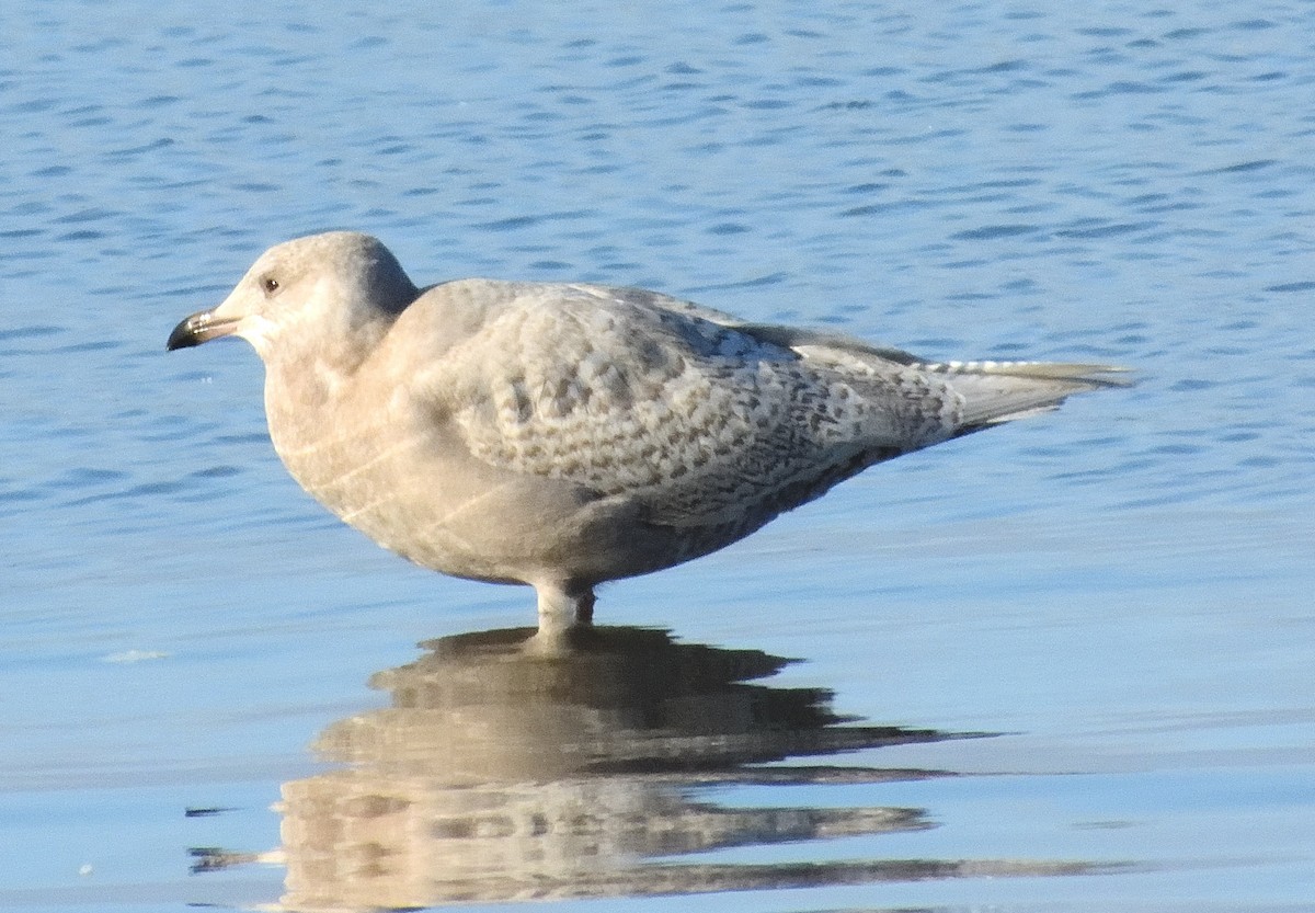 Iceland Gull - ML645525667