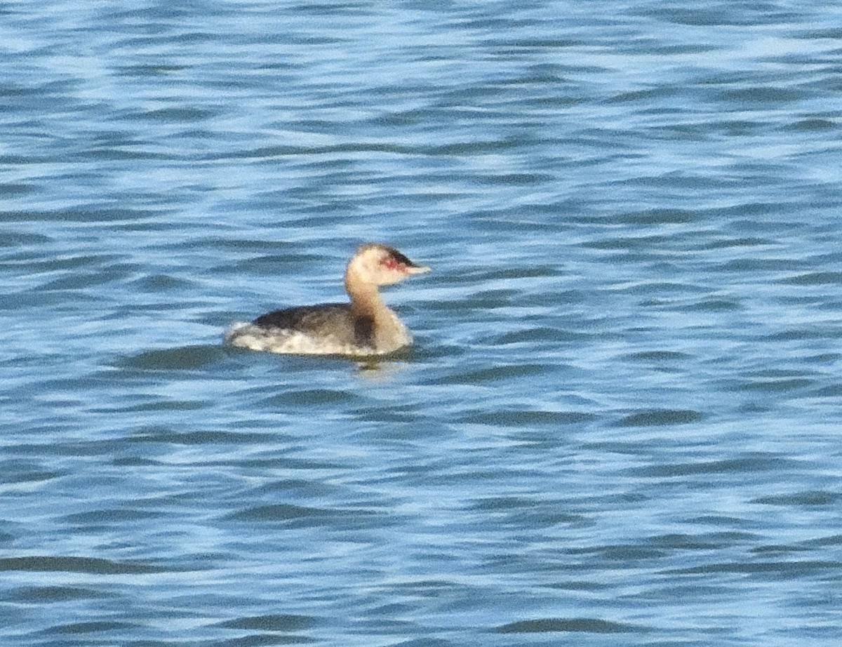 Horned Grebe - ML645525673