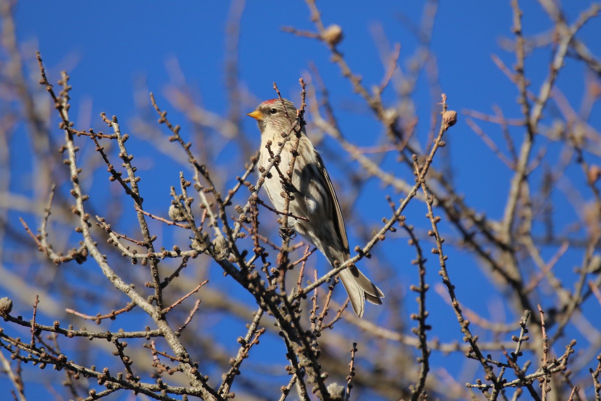 Redpoll (Common) - ML645525684
