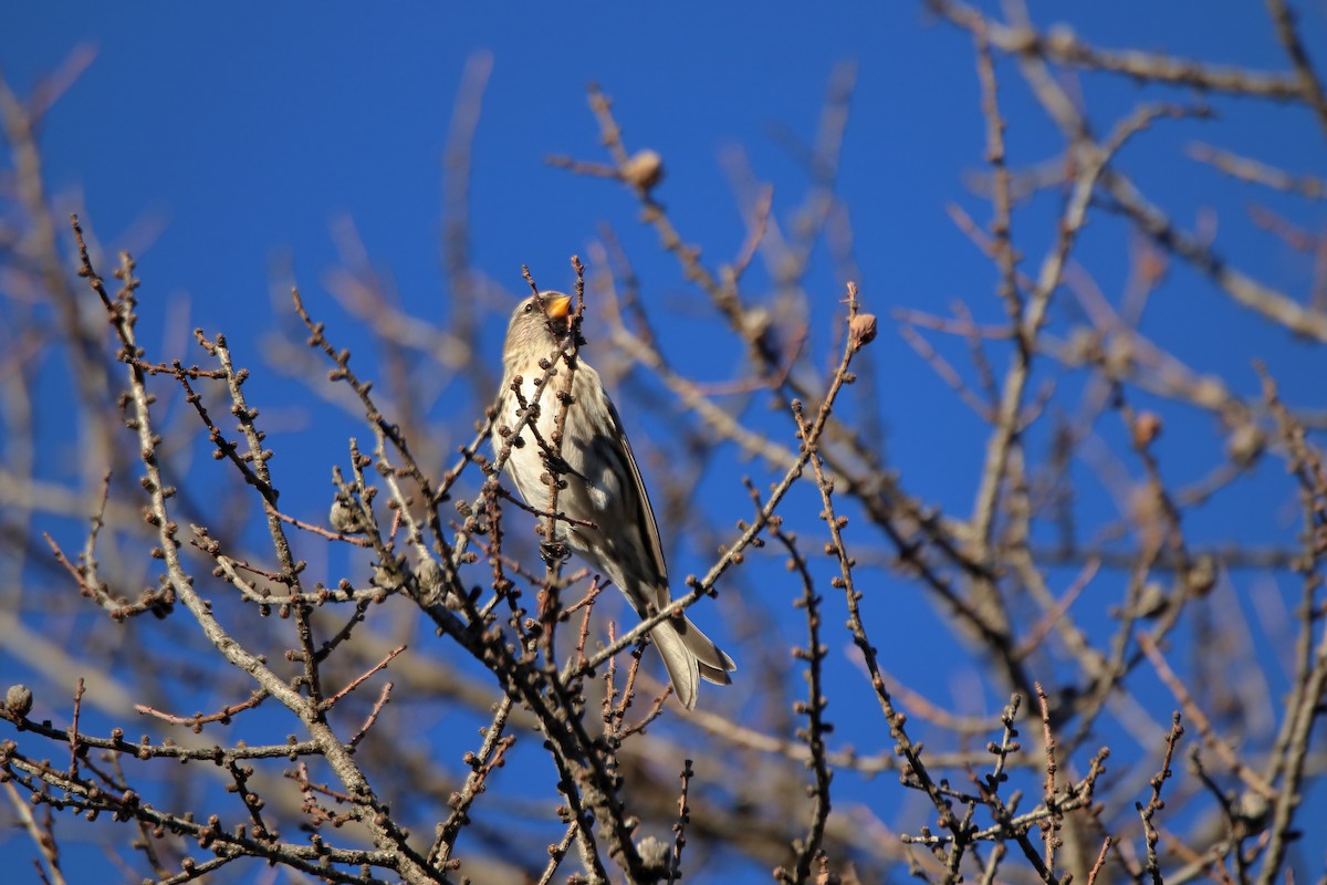 Redpoll (Common) - ML645525685
