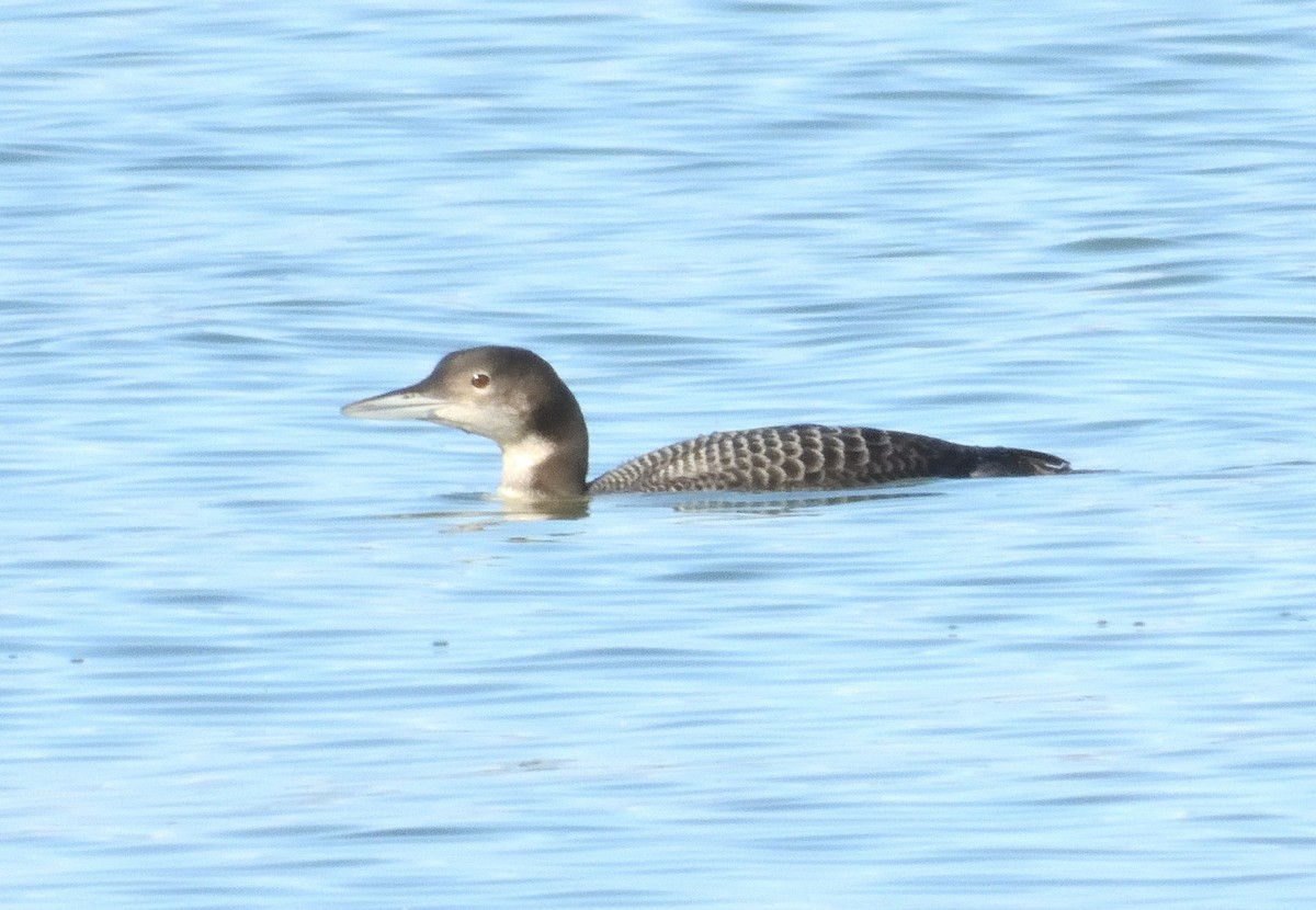 Common Loon - ML645525689