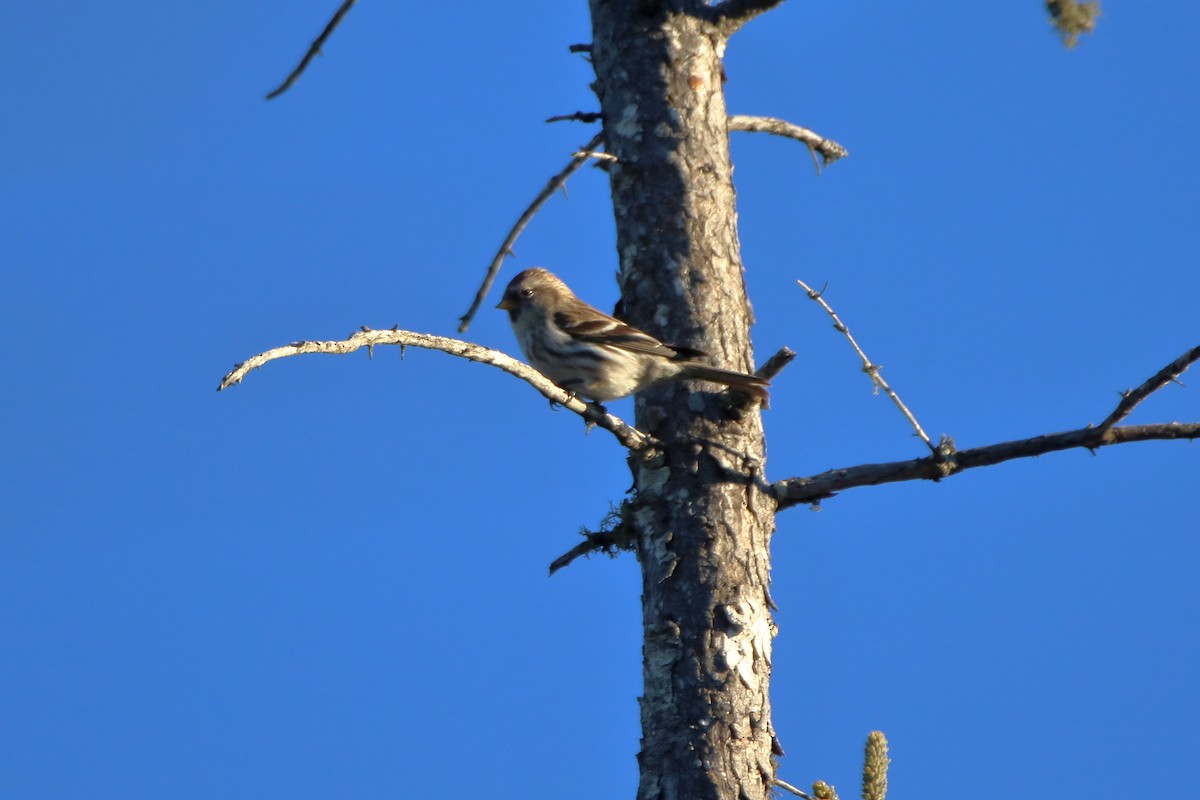 Redpoll (Common) - ML645525690
