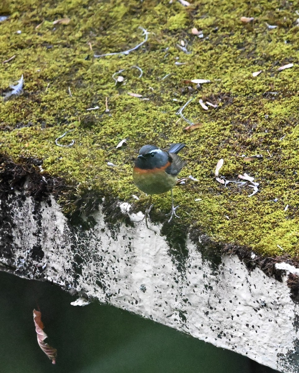 Collared Bush-Robin - ML645525692