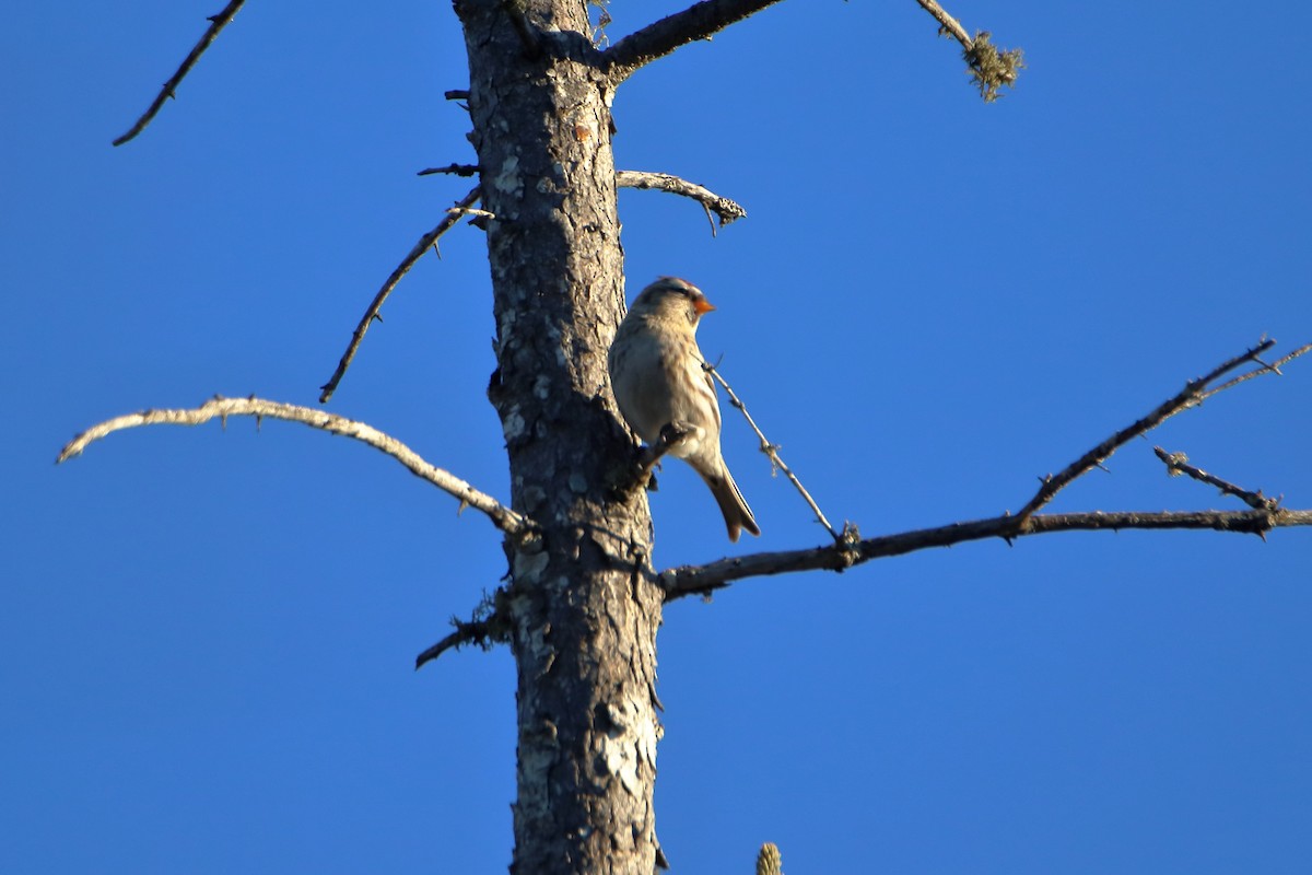 Redpoll (Common) - ML645525693