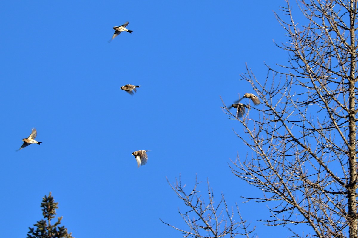 Redpoll (Common) - ML645525704