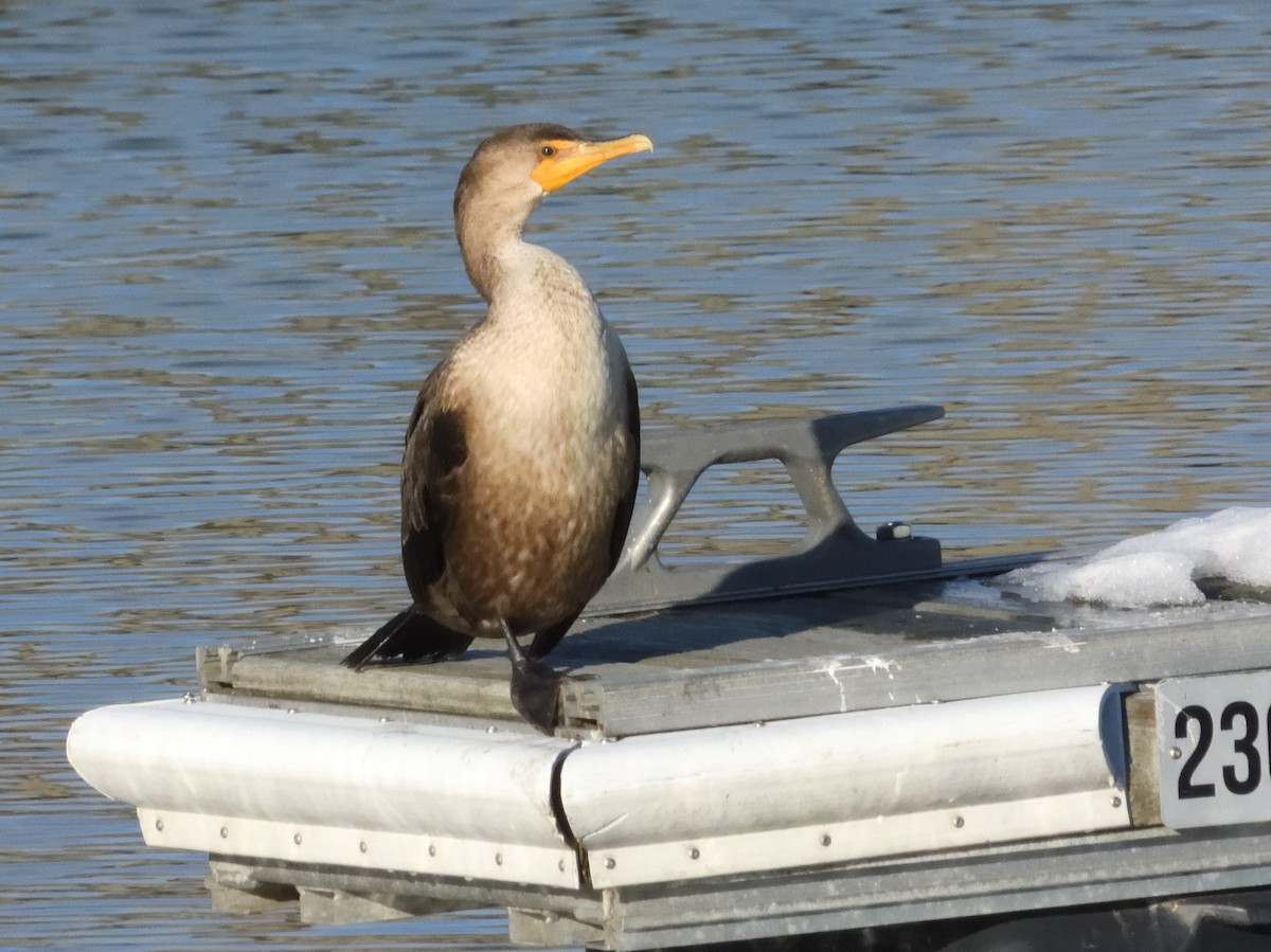 Double-crested Cormorant - ML645525705