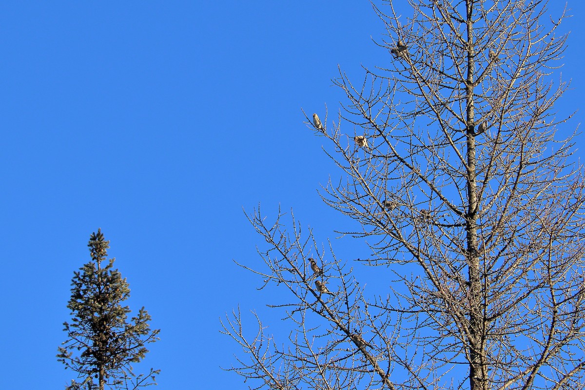 Redpoll (Common) - ML645525712