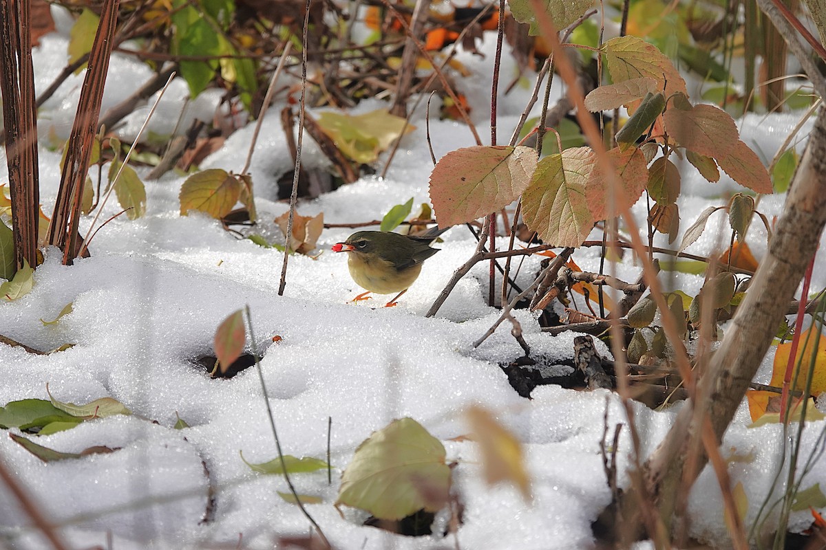 Black-throated Blue Warbler - ML645525731