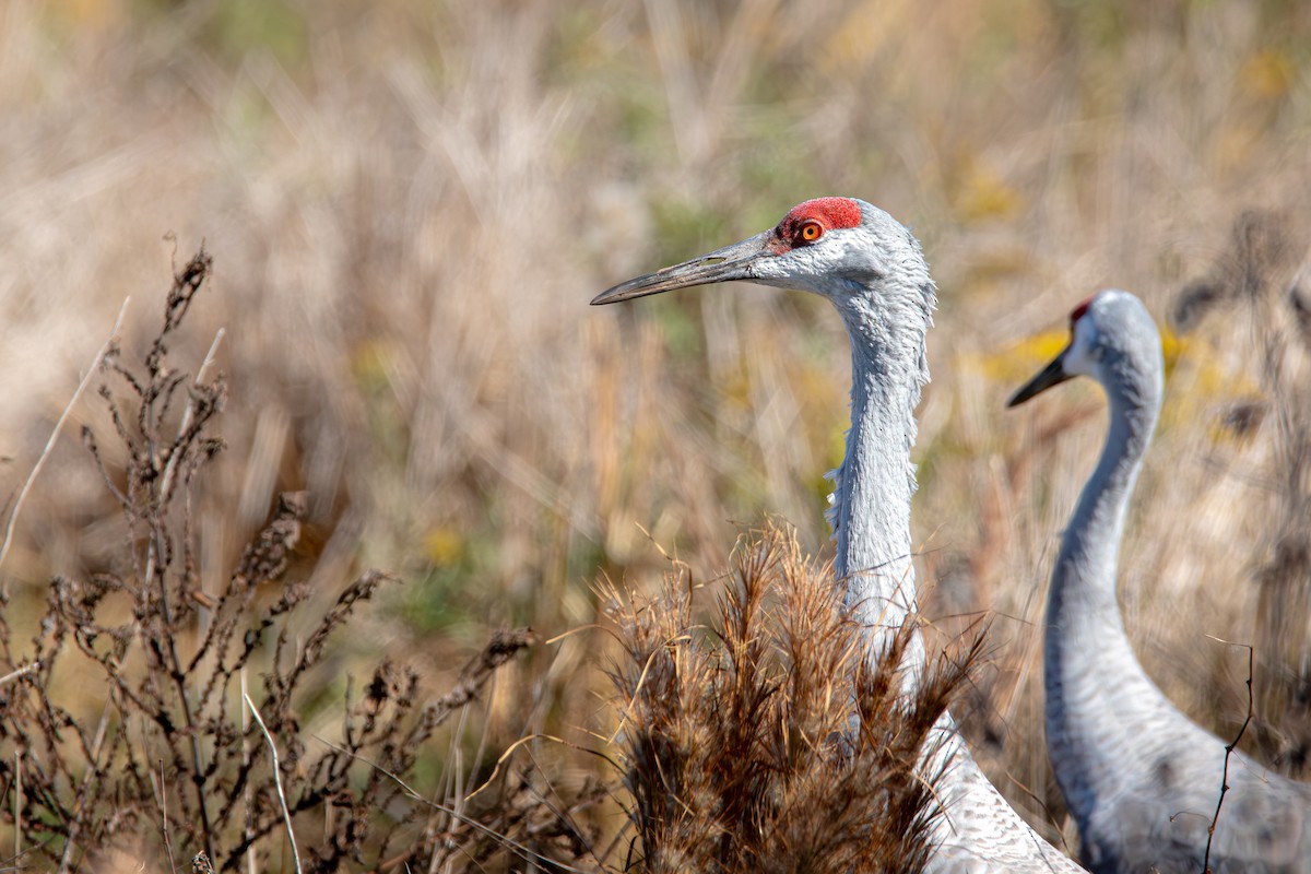 沙丘鶴(pratensis) - ML645525737